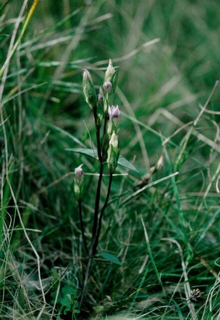 Image of Gentianella campestris subsp. baltica (Murb.) Tutin