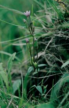 Image of Gentianella campestris subsp. campestris