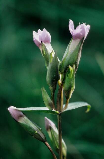 Image of Gentianella campestris subsp. campestris