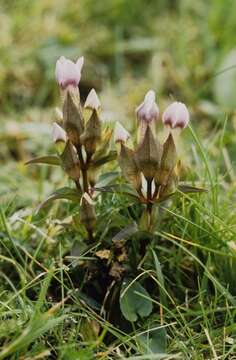 Image de Gentianella campestris subsp. campestris