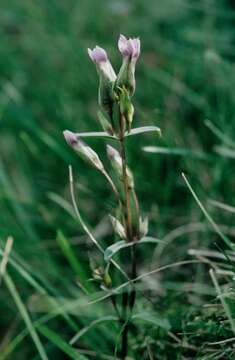 Image of Gentianella campestris subsp. campestris