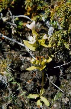 Image of Gentianella campestris subsp. islandica (Murb.) Vollmann