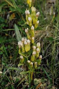 Image of Gentianella campestris subsp. islandica (Murb.) Vollmann