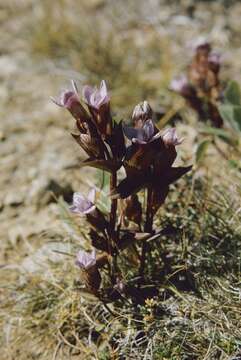 Image of Gentianella campestris subsp. islandica (Murb.) Vollmann