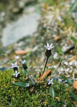 Image of Samiland-Gentian