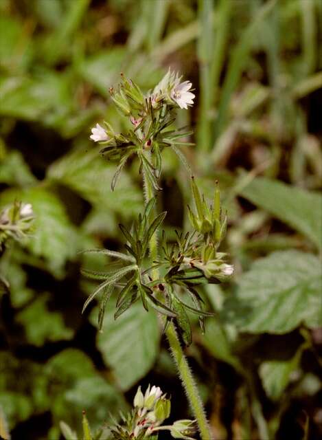 Plancia ëd Geranium