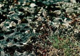 Image of Gypsophila