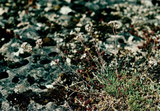 Слика од Gypsophila