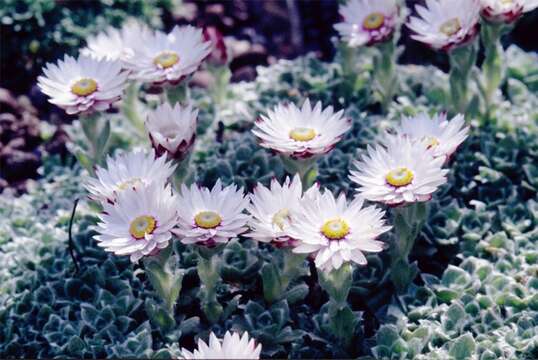 Image of Helichrysum milfordiae Killick