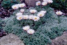 Image of Helichrysum milfordiae Killick