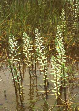 Image of Mare's Tail