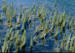 Image of Mare's Tail