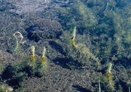 Image of Mare's Tail