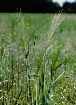 Hordeum resmi