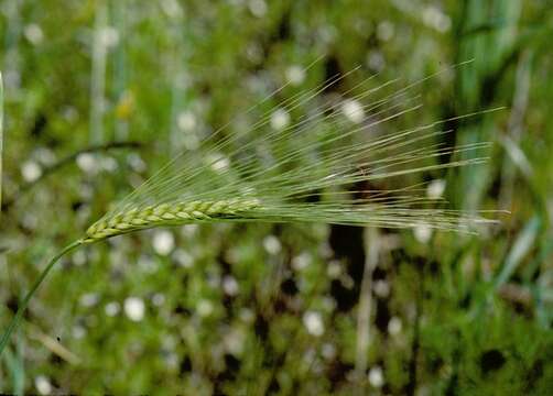 Hordeum resmi