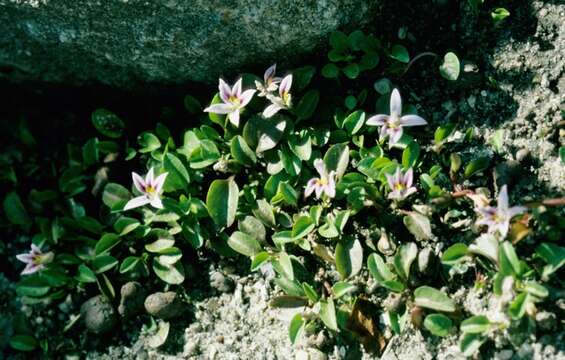 Lobelia oligophylla (Wedd.) Lammers resmi