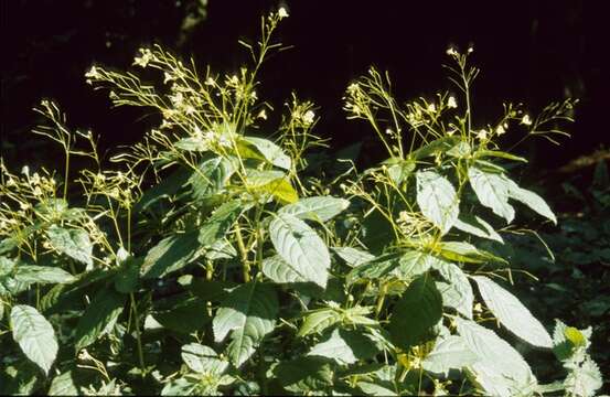 Image of Jewelweeds