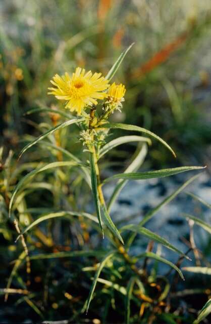 Imagem de Pentanema ensifolium (L.) D. Gut. Larr., Santos-Vicente, Anderb., E. Rico & M. M. Mart. Ort.