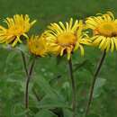 Image of <i>Inula hirta</i>