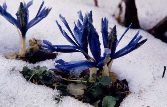 Image of Iris histrioides (G. F. Wilson) S. Arn.