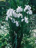 Imagem de <i>Iris latifolia</i>