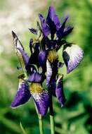 Image of iris