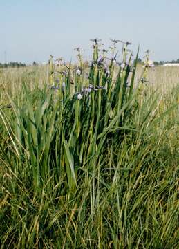 Image de Iris spuria L.