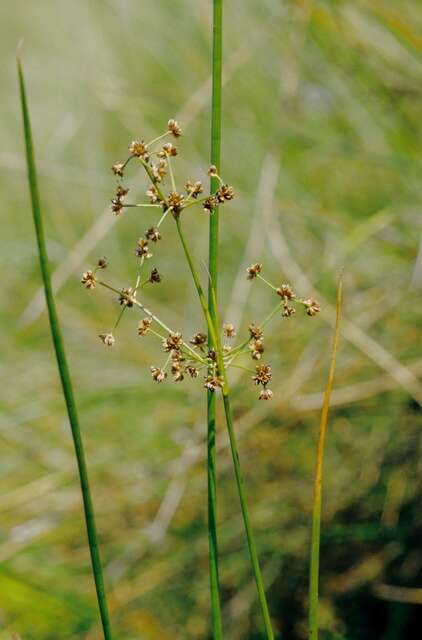 Image of Blunt-flowered Rush