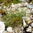 Image de Juncus trifidus L.