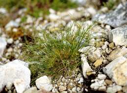 Image de Juncus trifidus L.