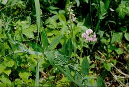 Lathyrus heterophyllus L. resmi