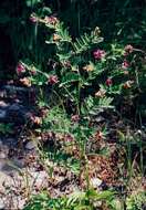 Lathyrus niger (L.) Bernh. resmi