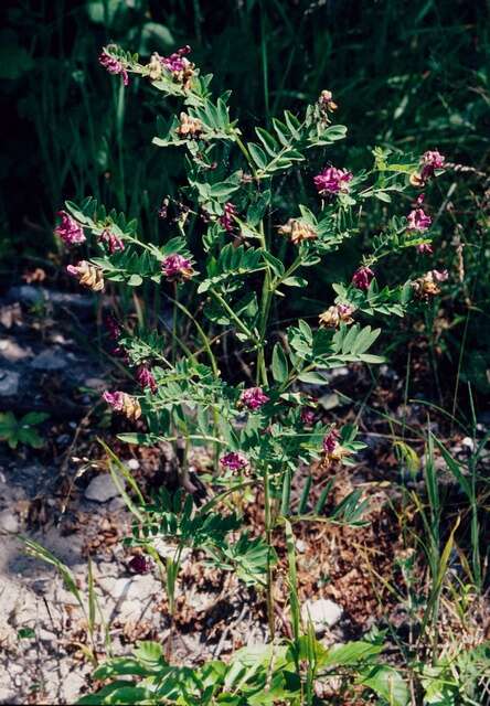 Lathyrus niger (L.) Bernh. resmi