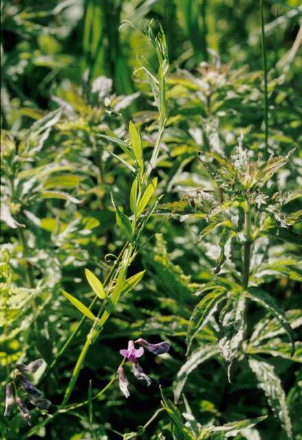 Слика од Lathyrus palustris L.