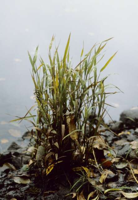 Image of cutgrass