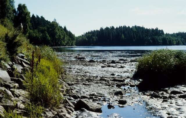 Image of cutgrass