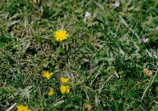 Image of lesser hawkbit