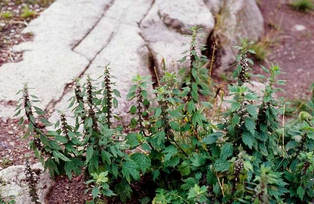 Image of motherwort