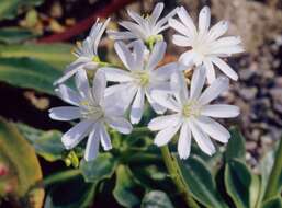 Image of lewisia