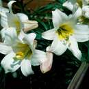 Imagem de Lilium regale E. H. Wilson