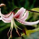 Image of Lilium speciosum Thunb.