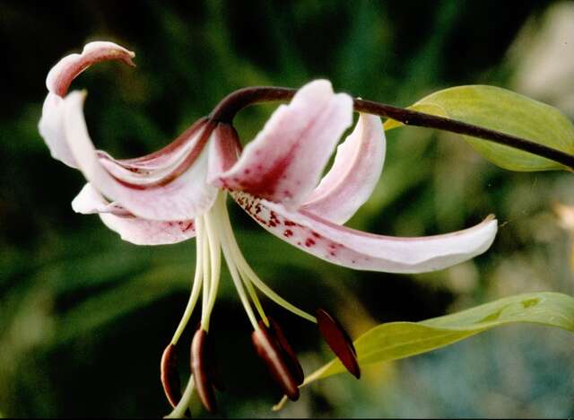 Image of Lilium speciosum Thunb.