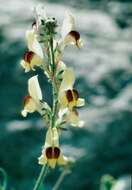 Image of Toadflax