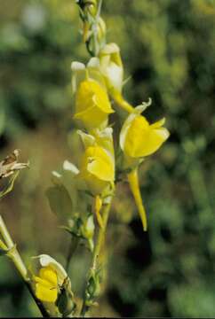 Plancia ëd Linaria