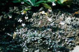 Image of Lobelia angulata G. Forst.