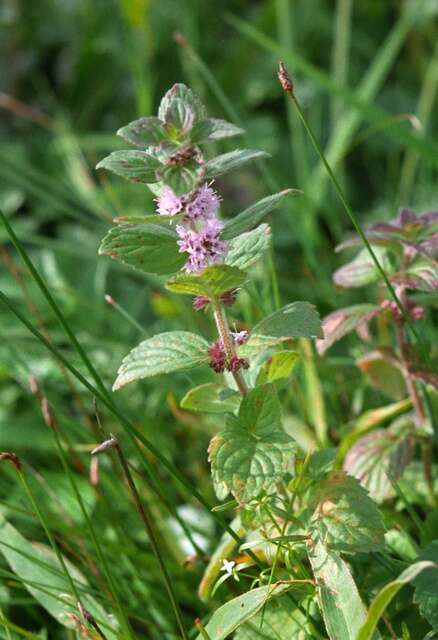 Image of wild mint