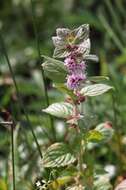 Image of wild mint