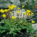 Image of Yellow Creeping Monkey-Flower