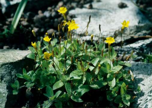 Image of Yellow Creeping Monkey-Flower