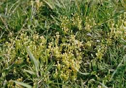 Image of miner's lettuce